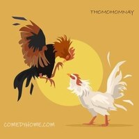 Thomohomnay  ĐÁ GÀ TRỰC TIẾP THOMO HÔM NAY