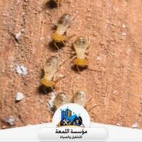 allm3aaacom allm3aaacom